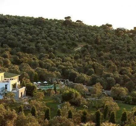 Teomida